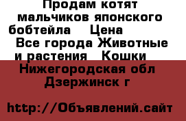 Продам котят мальчиков японского бобтейла. › Цена ­ 30 000 - Все города Животные и растения » Кошки   . Нижегородская обл.,Дзержинск г.